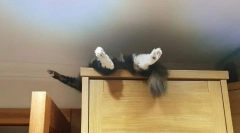 Как да отбия котка да спите къде?